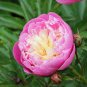 20 pcs Rare Double Peony Seed Multicolor Perennial Peony Flowers