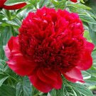 20 pcs Rare Double Peony Seed Multicolor Perennial Peony Flowers Seeds