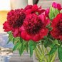 20 pcs Rare Double Peony Seed Multicolor Perennial Peony Flowers Seeds