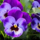 100 PCS Beautiful Pansy Plant Mix Color Wavy Viola Tricolor Flower Seeds