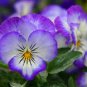 100 PCS Beautiful Pansy Plant Mix Color Wavy Viola Tricolor Flower Seeds