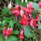 100 PCS Fuchsia Lanterns/Flower/Flower Bonsai Indoor Balcony Living Seeds 100 PCS Fuchsia Lanterns/Flower/Flower Bonsai Indoor Balcony Living Seeds
