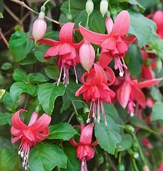 100 PCS Fuchsia Lanterns/Flower/Flower Bonsai Indoor Balcony Living Seeds