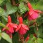 100 PCS Fuchsia Lanterns/Flower/Flower Bonsai Indoor Balcony Living Seeds