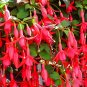 100 PCS Fuchsia Lanterns/Flower/Flower Bonsai Indoor Balcony Living Seeds