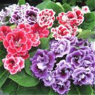100 pcs Rare Colorful Flower Mini Gloxinia Flores Perennial Flowering Plants Seeds