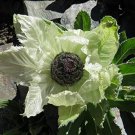 30 PCS Saussurea involucrata semillas - Flower Plant Sementes Seeds 30 PCS Saussurea involucrata semillas - Flower Plant Sementes Seeds