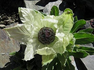 30 PCS Saussurea involucrata semillas - Flower Plant Sementes Seeds