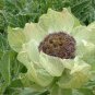 30 PCS Saussurea involucrata semillas - Flower Plant Sementes Seeds