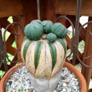 100 PCS Euphorbia obesa Basketball Sea Urchin Bonsai Seeds