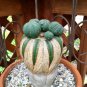 100 PCS Euphorbia obesa Basketball Sea Urchin Bonsai Seeds