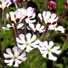 100 Pcs A Pack New Night Blooming Phlox Seeds