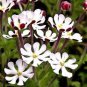 100 Pcs A Pack New Night Blooming Phlox Seeds