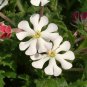 100 Pcs A Pack New Night Blooming Phlox Seeds