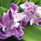 20 PCS Vigna Caracalla, Lavender Snail Vine Seeds 20 PCS Vigna Caracalla, Lavender Snail Vine Seeds