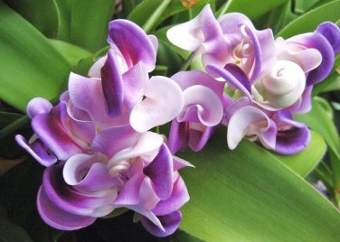 20 PCS Vigna Caracalla, Lavender Snail Vine Seeds