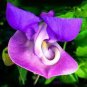 20 PCS Vigna Caracalla, Lavender Snail Vine Seeds