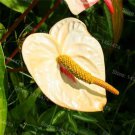 100 PCS Anthurium Andraeanu Bonsai Plants Balcony Potted Anthurium Bonsai Seeds