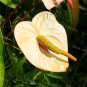100 PCS Anthurium Andraeanu Bonsai Plants Balcony Potted Anthurium Bonsai Seeds