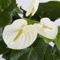 100 PCS Anthurium Andraeanu Bonsai Plants Balcony Potted Anthurium Bonsai Seeds