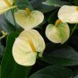 100 PCS Anthurium Andraeanu Bonsai Plants Balcony Potted Anthurium Bonsai Seeds