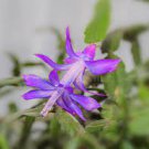 20 PCS Beautiful Zygocactus Truncatus Seeds