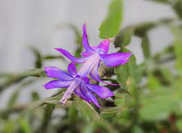 20 PCS Beautiful Zygocactus Truncatus Seeds