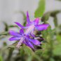 20 PCS Beautiful Zygocactus Truncatus Seeds