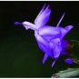 20 PCS Beautiful Zygocactus Truncatus Seeds