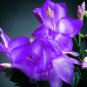 20 PCS Beautiful Zygocactus Truncatus Seeds