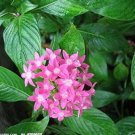 100 PCS Rare Allamanda Violacea Bonsai Seeds