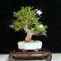 50 PCS Rare Climbing Plants Bonsai Jasmine Flower Seeds