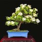 50 PCS Rare Climbing Plants Bonsai Jasmine Flower Seeds