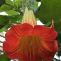 100 PCS Brugmansia Datura Mixed Seeds