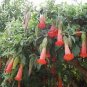 100 PCS Brugmansia Datura Mixed Seeds