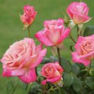 200 PCS Rare Rose Flower Together Beautiful Bonsai Rose Tree Seeds