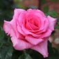 200 PCS Rare Rose Flower Together Beautiful Bonsai Rose Tree Seeds