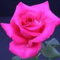 200 PCS Rare Rose Flower Together Beautiful Bonsai Rose Tree Seeds
