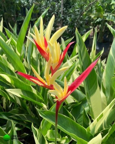 200 Pcs Rare Color Succulent Heliconia Plants Seeds