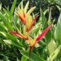200 Pcs Rare Color Succulent Heliconia Plants Seeds