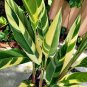 200 Pcs Rare Color Succulent Heliconia Plants Seeds