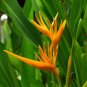 200 Pcs Rare Color Succulent Heliconia Plants Seeds