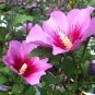 100 pcs Hibiscus syriacus, Althaea, Rose Mallow Ketmie, Hardy Shrub Seeds