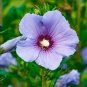 100 pcs Hibiscus syriacus, Althaea, Rose Mallow Ketmie, Hardy Shrub Seeds