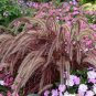 200 PCS Half-Hardy Perennial Fountain Grass Pennisetum Setaceum Fireworks Bonsai Seeds