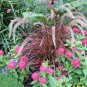 200 PCS Half-Hardy Perennial Fountain Grass Pennisetum Setaceum Fireworks Bonsai Seeds