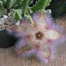 200 PCS Exotic Rare Cactus Bonsai Stapelia Pulchella Bonsai Lithops Seeds