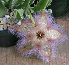 200 PCS Exotic Rare Cactus Bonsai Stapelia Pulchella Bonsai Lithops Seeds