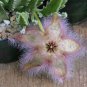 200 PCS Exotic Rare Cactus Bonsai Stapelia Pulchella Bonsai Lithops Seeds