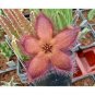 200 PCS Exotic Rare Cactus Bonsai Stapelia Pulchella Bonsai Lithops Seeds